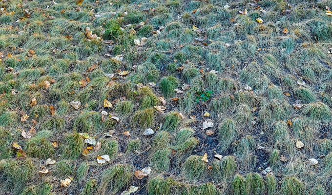 Chinese zodiac elements: earth